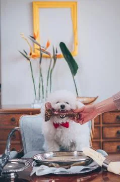Dog with bone in teeth Stock Photos