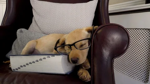DOG BOOK GLASSES Stock Footage 122533964