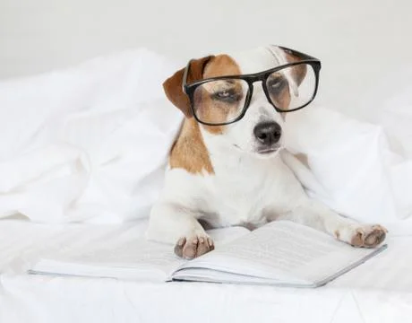 Dog with book Stock Photos