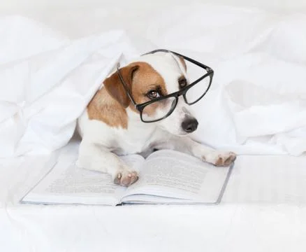 Dog with book Stock Photos