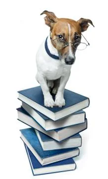 Dog book stack Stock Photos