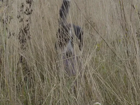 DOG BORDER COLLIE CHASING AFTER A TOY SLOW MOTION Stock Footage 69713316