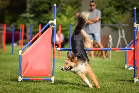 Dog Border collie is jumping agility. Stock Photos