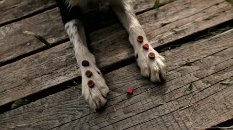 Dog border collie performing command Stock Footage 68786441