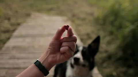 Dog border collie performing command Stock Footage 68786460