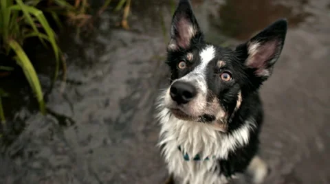 Dog border collie performing command Stock Footage 68786504