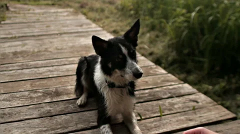 Dog border collie performing command Stock Footage 68786641