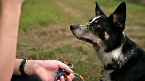 Dog border collie performing command Stock Footage 68786741