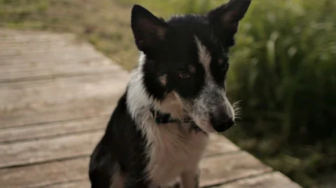 Dog border collie performing command Stock Footage 68787157