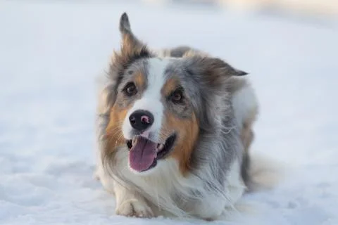 Dog Border Collie on a walk in winter Stock Photos