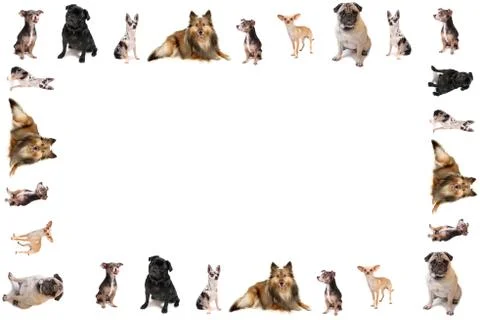 Dog border or frame Stock Photos