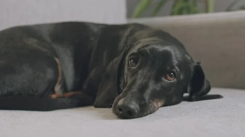 The dog is bored on the couch 库存影片 225081083