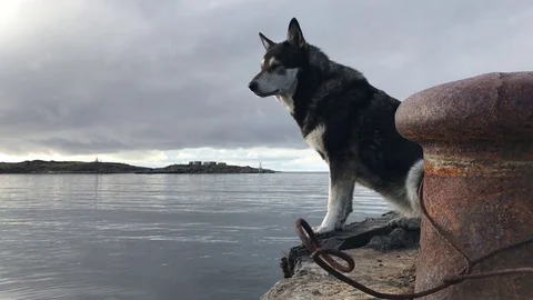 The dog is bored sitting on the old pier. Stock Footage 80261536