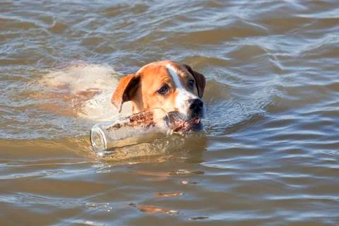 Dog with bottle Stock Photos