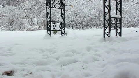 Dog bounds in snow Stock Footage 9856461