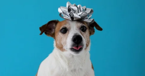 Dog with a bow on his head Stock Footage 107778275