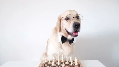 A dog in a bow tie and round glasses stands near a chessboard. Stock Footage 155003517