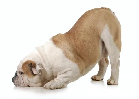 Dog bowing Stock Photos