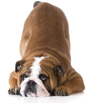 Dog bowing Stock Photos