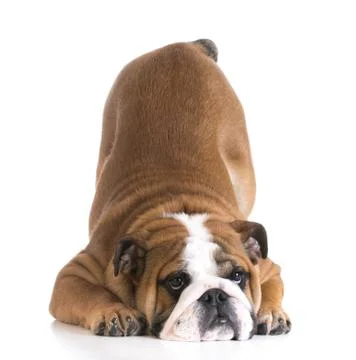 Dog bowing Stock Photos
