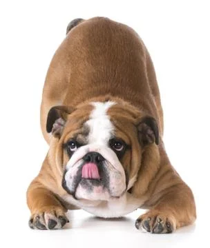 Dog bowing Stock Photos