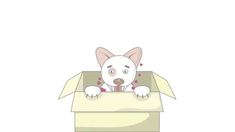 Dog in box 動画素材 170512723