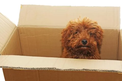 Dog in box Stock Photos