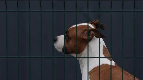 Dog, boxer breed behind green fence. Stock Photos