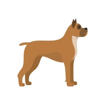 Dog boxer breed Stock Illustration