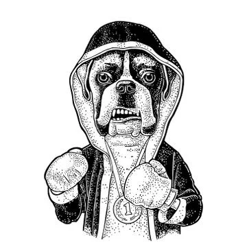 Dog boxer dressed in human in robe, gloves. Vintage black engraving Stockillustratie
