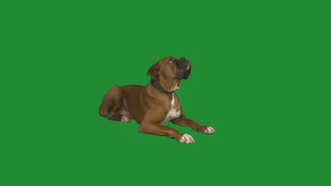 Dog boxer on a green screen Vídeo Stock 120562143