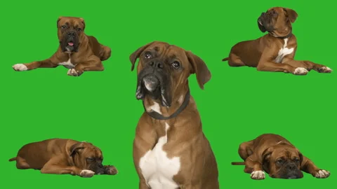 Dog boxer on a green screen Stock Footage 323452751