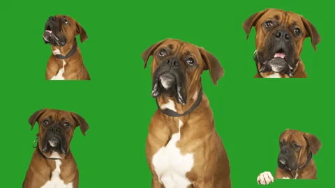 Dog boxer on a green screen Stock Footage 323452818
