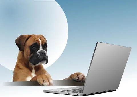 Dog boxer sitting in front of computer. イラスト素材