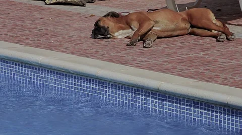 Dog (boxer) sleeping by the pool Stock Footage 40103704