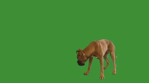 Dog boxer stands on green screen Stock Footage 95641853