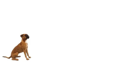 Dog boxer on  a white background Video stock 98933607