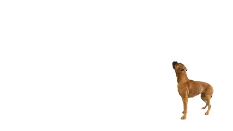 Dog boxer on  a white background Stock Footage 98933694
