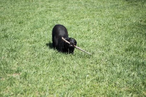 Dog with branch Stock Photos