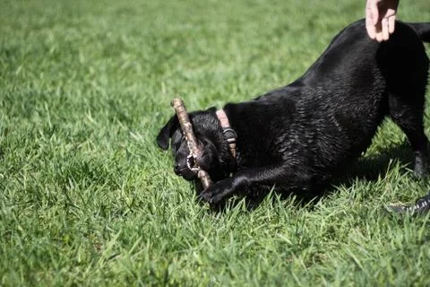 Dog with branch Stock Photos