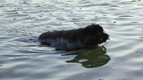 Dog with branch swims Stock Footage 276407480