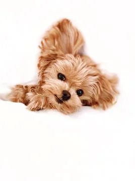 A dog bread maltipoo looking at the camera Stock Photos