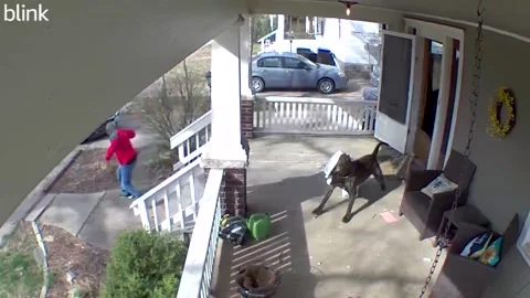 Dog Breaks Through Front Door and Chases Delivery Guy Stock Footage 243931477
