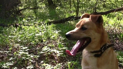 Dog is breathing Video stock 83844586