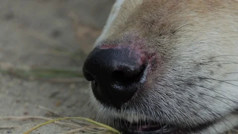 Dog Breathing Sick. Stock-Footage 104097157