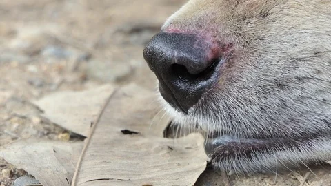 Dog Breathing Sick. Stock-Footage 104097413