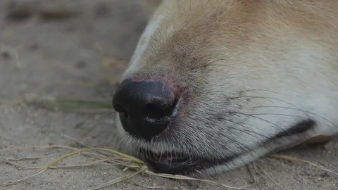 Dog Breathing Sick. Stock-Footage 104097526