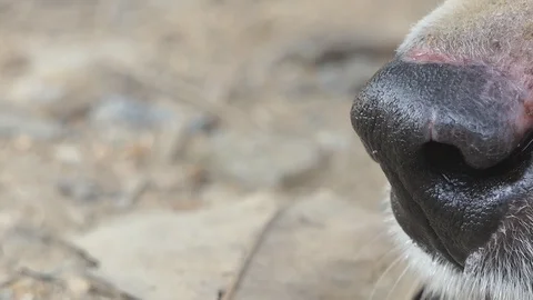 Dog Breathing Sick. 스톡 동영상 104097586