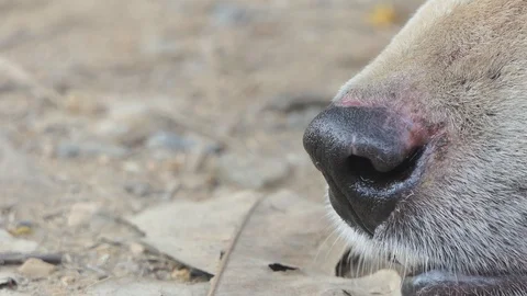 Dog Breathing Sick. Stock-Footage 104097643