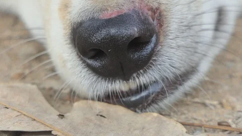 Dog Breathing Sick. 스톡 동영상 104097821